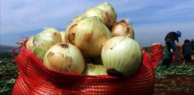 kuru-sogan-ihracati-15-kat-artti