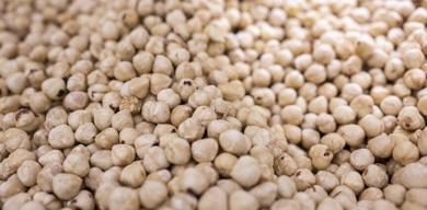 duzceden-ab-ulkelerine-6-ayda-yaklasik-6-bin-ton-ic-findik-ihracati