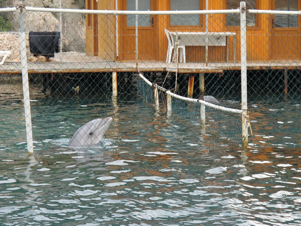 Özgür yunuslar için Kaş’ta eylem zamanı