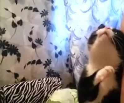 Dünyanın en şirin kedisi