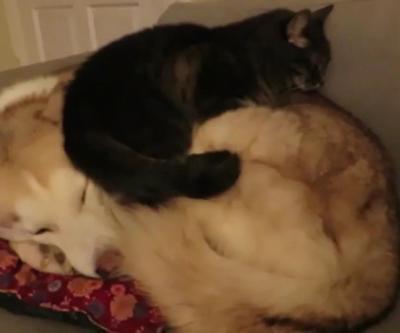 Kedi, köpeği yatağa dönüştürdü