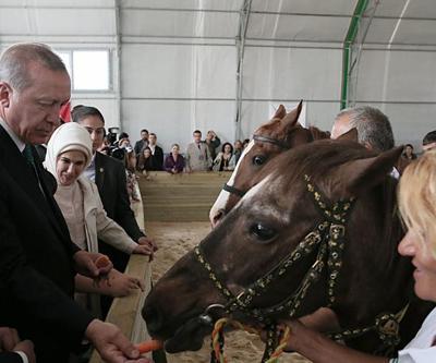 Cumhurbaşkanı Erdoğan: Katar Emiri 53 tane Arap atı gönderdi
