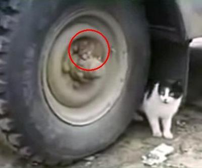 Gerçek Tom ve Jerry Rusyada ortaya çıktı