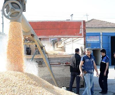 Ankara Üniversitesi: Türkiyede yetişen mısırda GDO yok