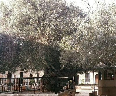 Bin 350 yıldır meyve veren Hünkar Zeytini asırlara meydan okuyor