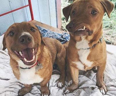 Çenesi yamuk köpeği kimse istemezken birden umut doğdu
