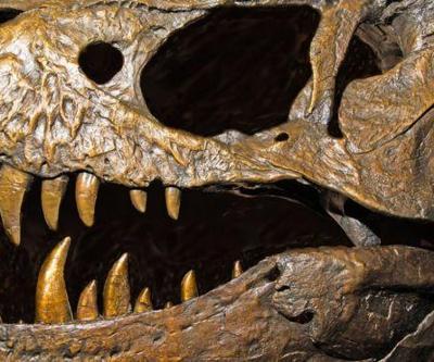 Dinozorlarla ilgili tüm bildiklerinizi unutun