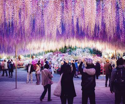 Dünyanın en büylüleyici bahar festivali: Wisteria