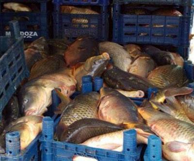 Kaçak avcılar 5 ton balıkla yakalandı