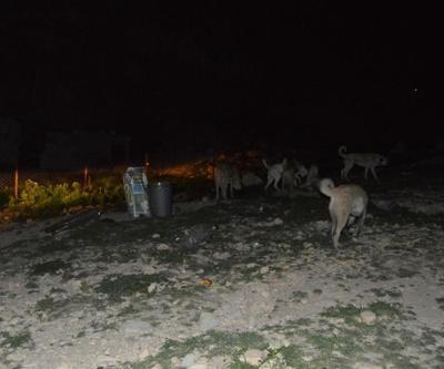 Adıyaman’da vahşet