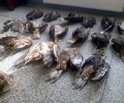 18 kartalı avladı 136 bin lira ceza kesildi