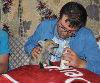 Kurtardığı yavru tilkiyi biberonla besledi
