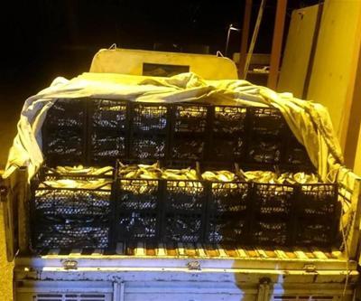 1,5 ton kaçak avlanmış inci kefali ele geçirildi