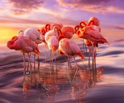Pembe ve asil: Dünya Flamingo Günü
