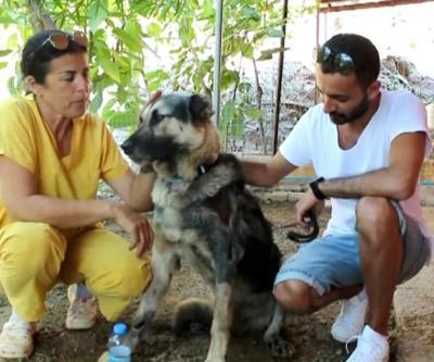 İşkence gören köpeğin tedavisi devam ediyor
