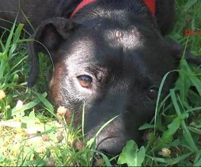Yakılarak işkence edilen köpek tedaviye cevap vermeye başladı