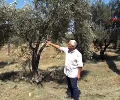 Antalyada 23 bin zeytin ağacı susuz kaldı