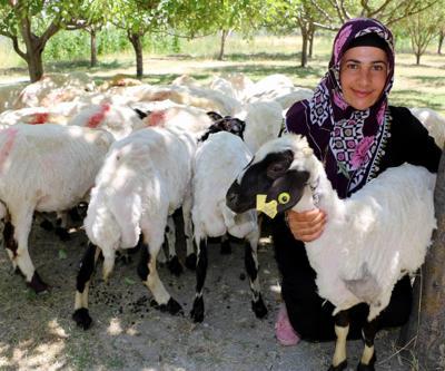Çiftçilere koyun yerine kuzu dağıtıldığı iddia edildi