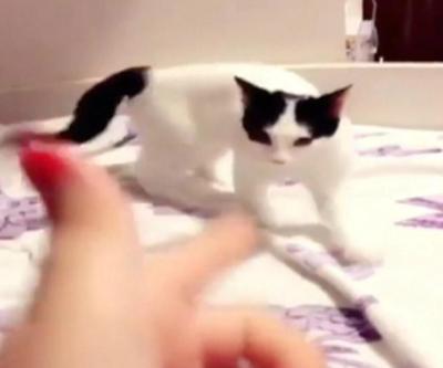 Vurulmuş gibi yapan oyuncu kedi: Lola