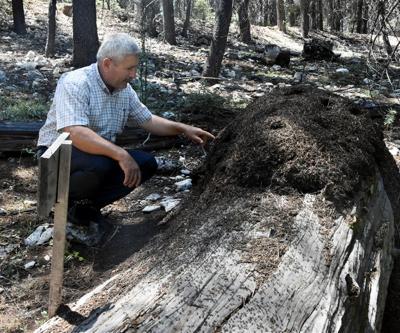 Onlar ormanları koruyor, insanlar onların yuvalarını tahrip ediyor