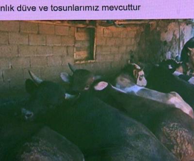 Sosyal medyadan kurbanlık satışına başlandı