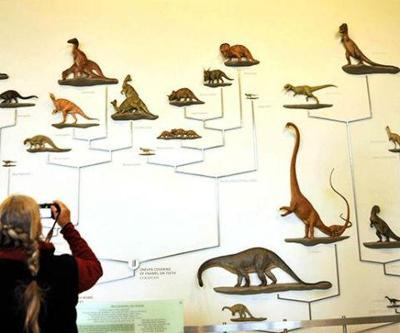 Dinozor soy ağacının geçiş türü bulundu