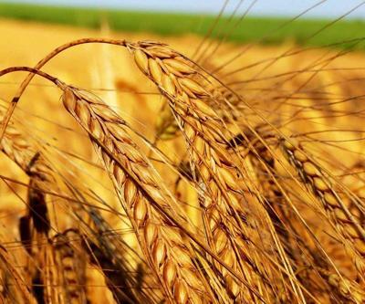 Çukurovadan uyarı geldi: Türkiyenin gıda güvenliği risk altında