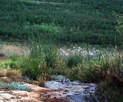 Hatay’da çizgili sırtlan görüntülendi