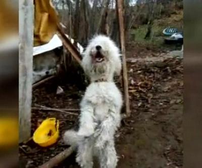 Horon oynayan köpek sosyal medyanın yeni fenomeni
