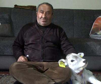 Yaşamaz denilen prematüre buzağı Ümitcanı evinde besliyor