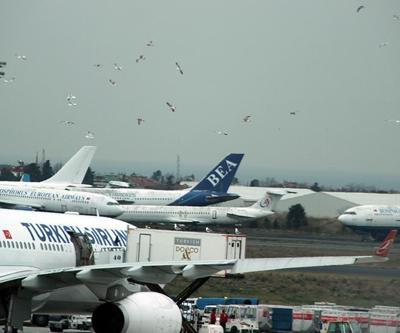 Uçağa martı istilası: Karınlarını doyurmak istediler