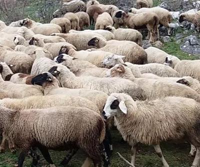 300 koyun projesinde başvurular başladı