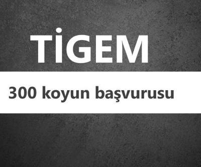 300 koyun TİGEM başvuru şartları | Koyun desteklemesi 2018