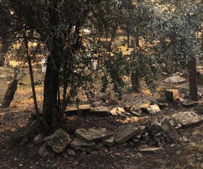 Mezarlığı zeytinliğe dönüştüren 600 yıllık gelenek