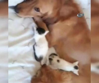 Köpekten kedilere anne şefkati