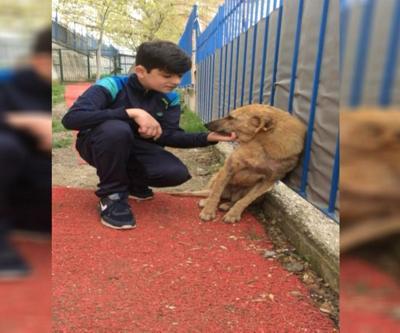 Çocuklara hayvanlarla rehabilitasyon