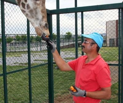 Zürafa Zambak’ın en sevdiği meyve yenidünya