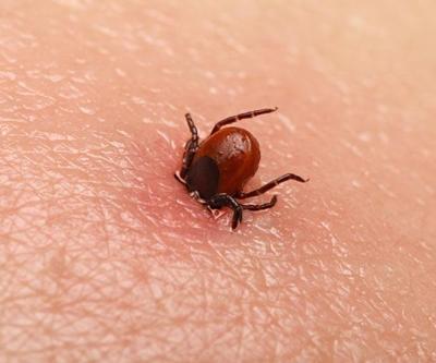 10 günde 4 kişi hayatını kaybetti: Kene ısırmasına dikkat