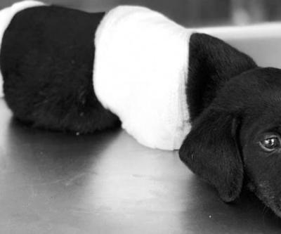 Patileri kesilen yavru köpek soruşturmasında kepçe operatörü tahliye edildi