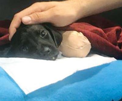O köpeği tedavi eden veteriner: İş makinesi koparmış olamaz
