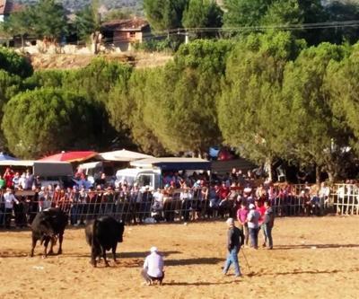 Boğa güreşi meydan savaşına döndü