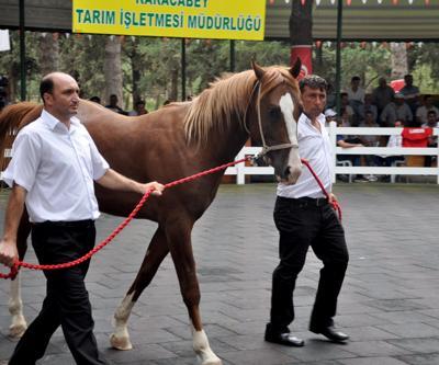 2 yaşındaki yarış tayı 370 bin liradan alıcı buldu