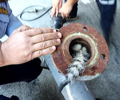 Yavru kedi sıkıştığı metal boru içerisinden kurtarıldı