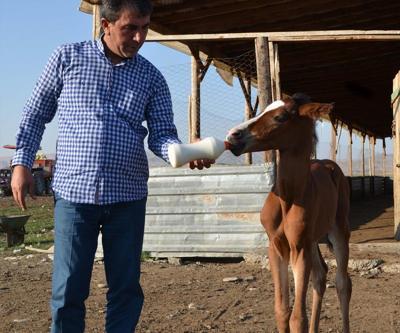 Annesi doğumda ölen yavru tay, keçi sütüyle besleniyor