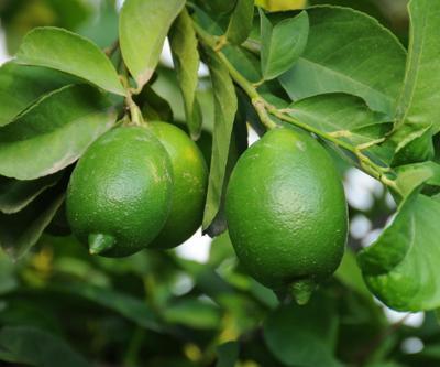 Limon fiyatları 2,5 TLye kadar düşecek