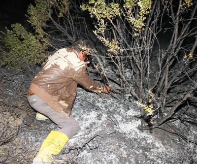 Ayvalıkta yangın: Zeytin ağaçları zarar gördü