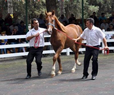 Şampiyon adayı taylardan 3,5 milyon lira gelir bekleniyor