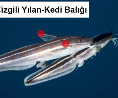 Akdeniz’de insan sağlığı için tehlikeli 10 türe dikkat