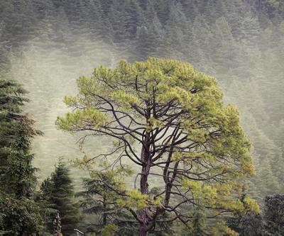 Himalayalarda heyelan: En az 9 dağcı öldü