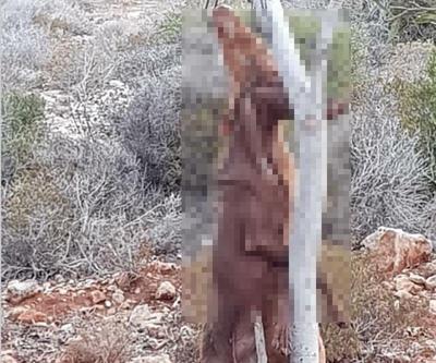 KKTCde vahşet: Öldürüp ağaca astılar